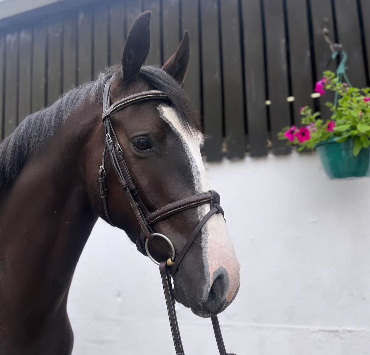 Demi-Anky Loose Ring Snaffle 14mm