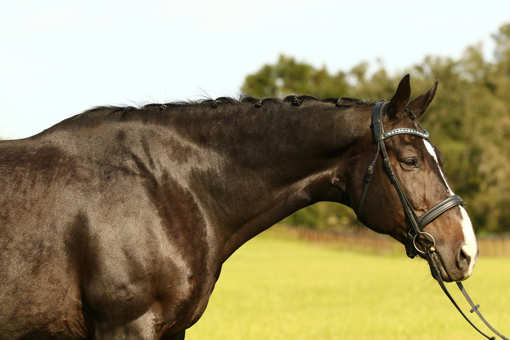 Starter Loose Ring Snaffle