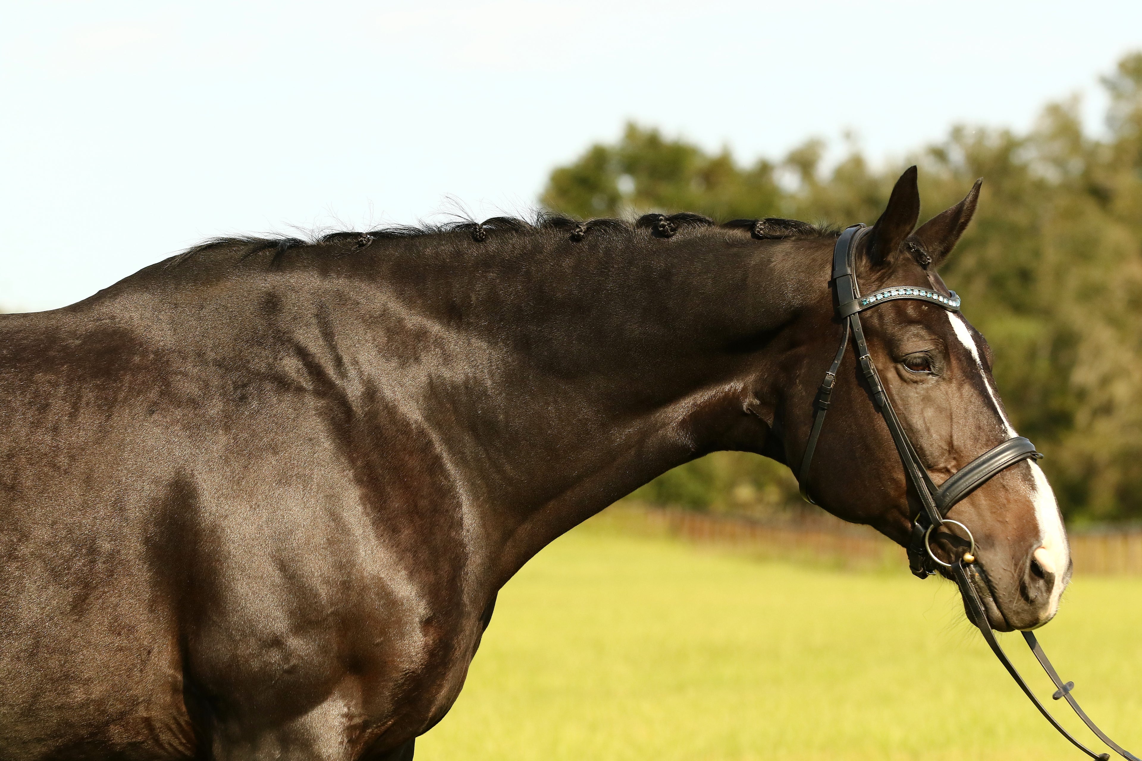Starter Loose Ring Snaffle