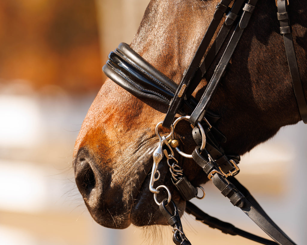 Thoroughbred Weymouth