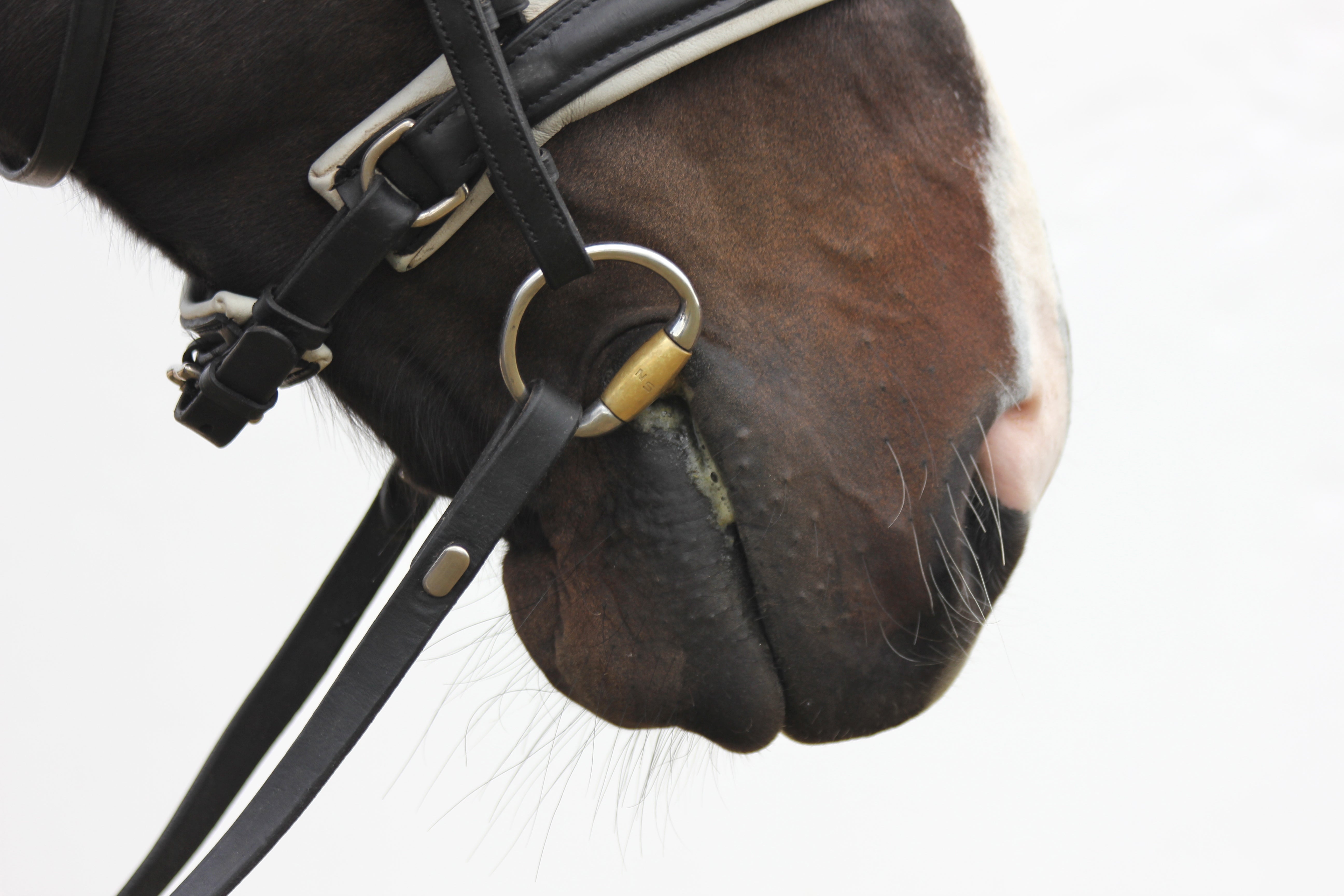 Verbindend Eggbutt Bradoon – Neue Schule USA